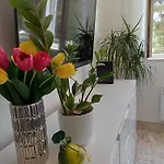 Springjoy *